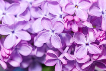 Real pretty purple lilac flowers large