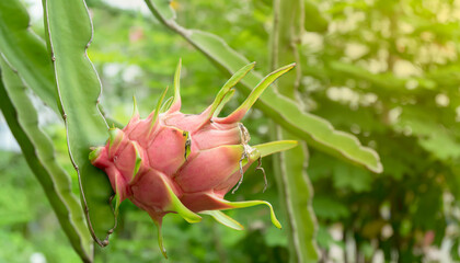 dragon fruit in the garden.