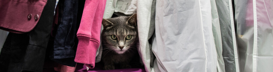Banner with a cute gray cat is hiding among the clothes in the closet. Copy space