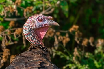 close up of turkey in the minnesota wildlife