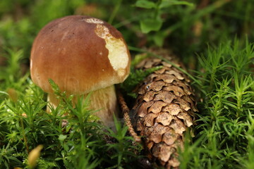 Boletus edulis, an edible mushroom in the forest with a pine cone
