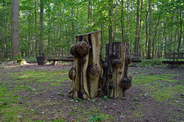  ruhewald rheinhessische schweiz