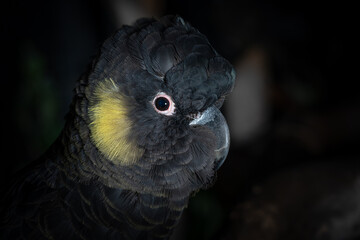 Closeup of a yellow-tailed black cockatoo on a blurred black background