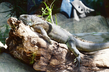 TENERIFE, SPAIN: Scenic pictures of animals in Tenerife Zoo