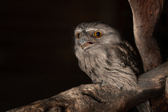 Closeup of a tawny frogmouth on a tree in a zoo