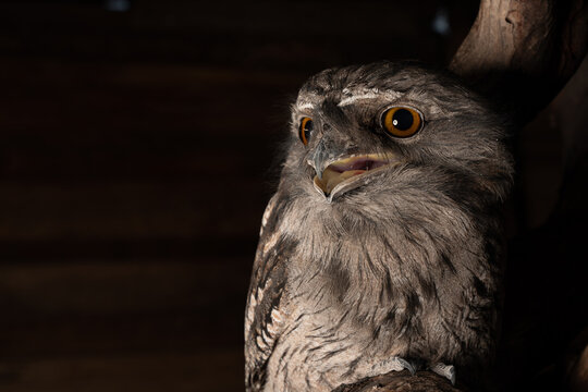 Closeup of a tawny frogmouth on a tree in a zoo