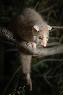 Closeup of a ring-tailed possum sitting on a branch