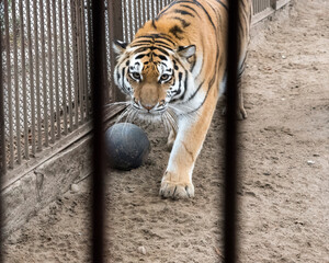 Unhappy tiger is locked in cage, causing it to feel tortured