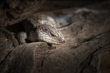 Closeup of a blue-tongued lizard on a log in the zoo - Powered by Adobe