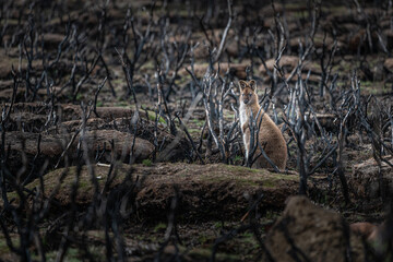 Wallaby searching for food in the wild after bushfires - obrazy, fototapety, plakaty