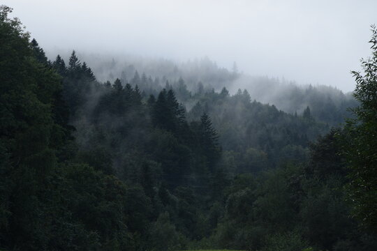  Beautiful misty trees in mountains, foggy and cloudy forest in mountains, landscape in Beskid, Poland. © Anna