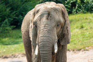 Obraz premium elephant