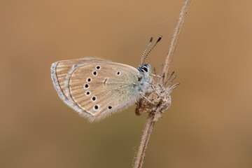 Glaucopsyche astraea anadolu karagoz mavisi