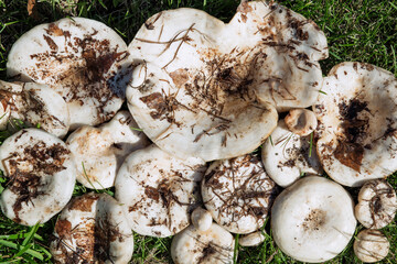 White Lactarius resimus mushroom genus Lactarius family Russulaceae. Natural background of raw mushrooms with grass and moss stuck to them.