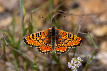 Fototapeta premium Beautiful Nazuğum butterfly on the plant - Euphydryas orientalis