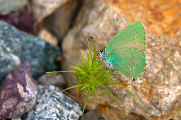 Callophrys rubi butterfly poses on flowers with greenish colors