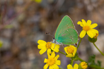 Callophrys rubi butterfly poses on flowers with greenish colors