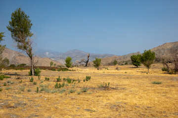 Fototapeta na wymiar A Dry california Meadow near Palm Springs California as a Transitional Microclimate from Desert to Montane