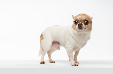 Chihuahua Puppy, 5 months old, standing on white background