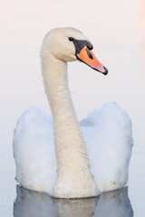 Obraz premium white swan on the lake 