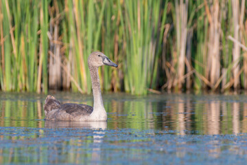 white swan on the lake 
