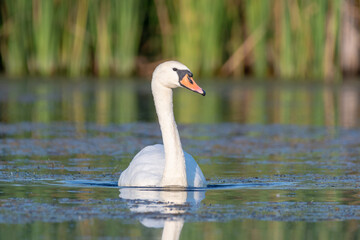 Fototapeta premium white swan on the lake 