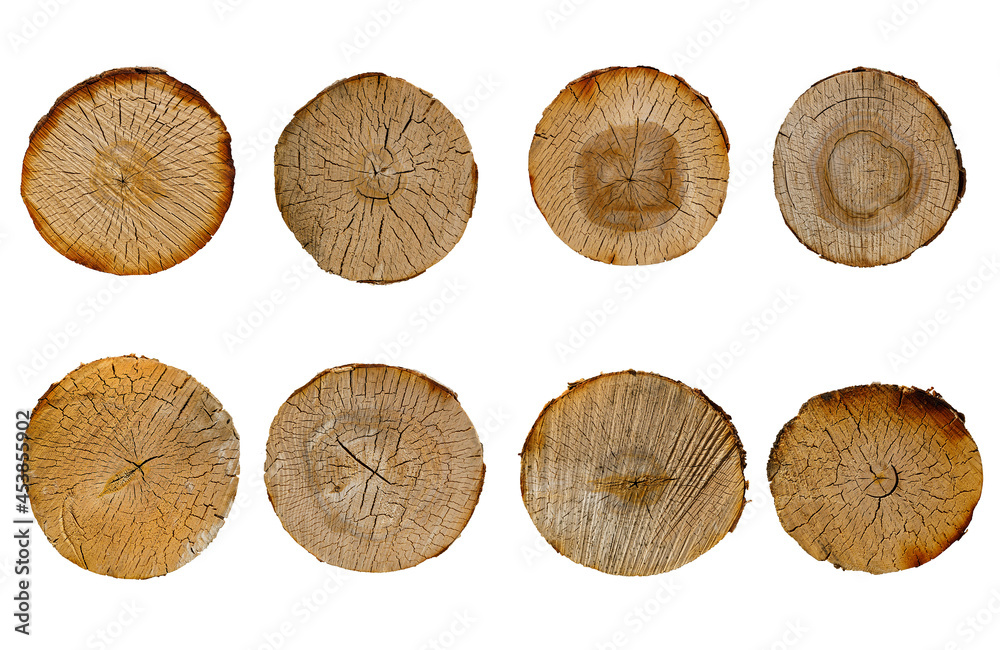 Poster birch log cut set isolated on white background