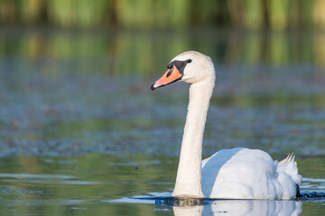 Fototapeta premium white swan on the lake 