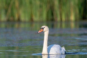 white swan on the lake 