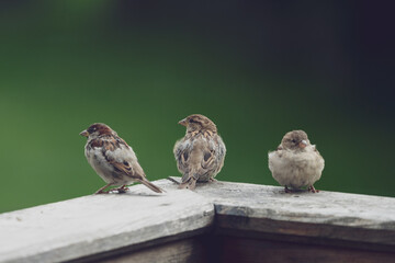 a group of young sparrows on the balcony at a summerday