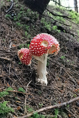 beautiful fly agaric in the forest