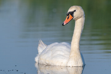 white swan on the lake 