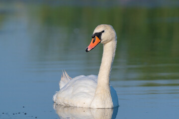 white swan on the lake 
