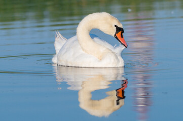 Obraz premium white swan on the lake 