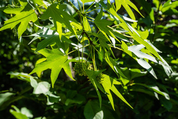 Branch with Spiny green balls with seeds and young light green leaves on Liquidambar styraciflua or amber tree against blurred green background. Selective focus. Close-up. Nature concept design.