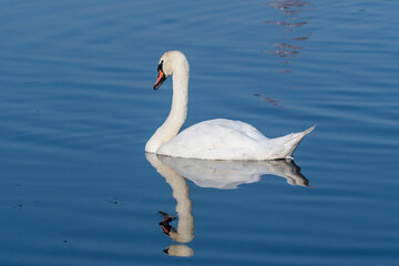 white swan on the lake 