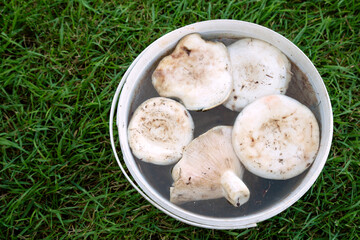 White Lactarius resimus mushroom genus Lactarius family Russulaceae. Mushrooms lie soaked in a bucket of water against a background of green grass. Collecting and harvesting edible mushrooms.