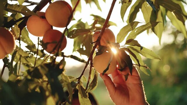 Male picks big ripe peaches. Fruits ripen in the sun. Peach hanging on a branch in orchard. Fruit picking season. Fruit peach garden. Male hand hold fresh beautiful peach fruit on sunny day