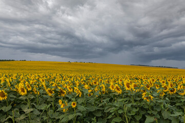 Blooming Helianthus - Sunflower in a spring field. Yellow flowers above which is a dramatic sky with clouds. Sky at sunset.