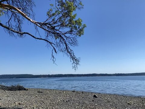 View from a beach on Puget Sound with Madrona Tree hanging over the beach and Mount Rainier in the background.
