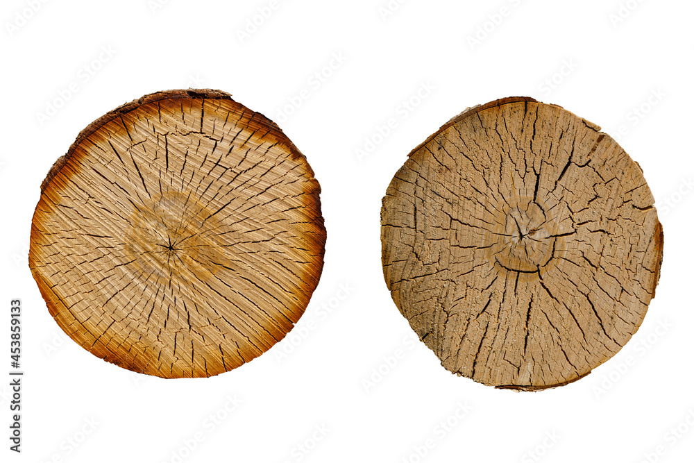 Poster birch log cut set isolated on white background