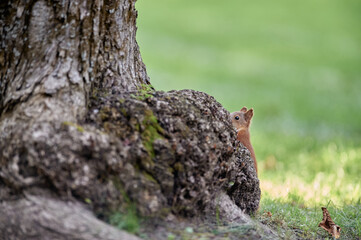 A beautiful funny squirrel in the park.