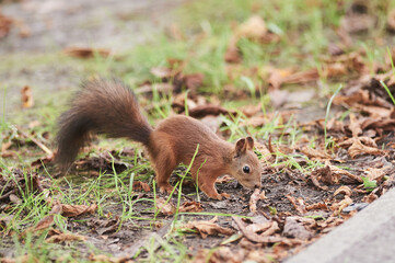 Naklejka na ściany i meble A beautiful funny squirrel in the park.