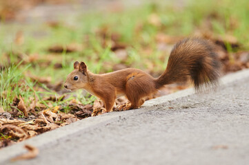 A beautiful funny squirrel in the park.