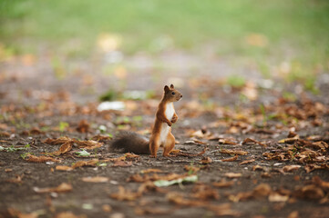 A beautiful funny squirrel in the park.
