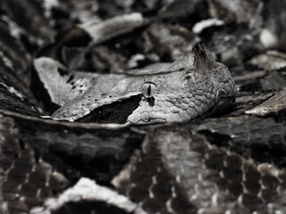 The Gaboon viper (Bitis gabonica) close up