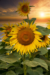 Blooming Helianthus - Sunflower in a spring field. Yellow flowers above which is a dramatic sky with clouds. Sky at sunset.