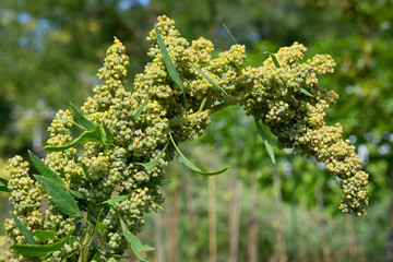  Quinoa plant with seed close up in the garden 