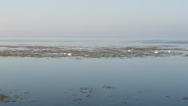 Morning at sea. Swans feed by swimming among algae.