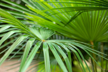 Obraz na płótnie Canvas palm tree leaves, John Aromas Saw Palmetto Extract Liquid, palm tree leaf